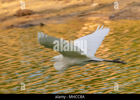 Silberreiher im Flug bei Smith Eichen Rookery bei hohen Island, TX. Stockfoto