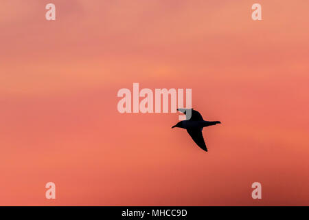 Silhouette der Lachenden Möwe bei Sonnenaufgang vom Boot aus gesehen auf der North Deer Island Pelican Rookery in Galveston Bay, Galveston, Texas. Stockfoto