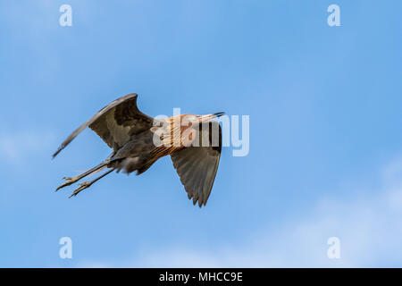 Rötliche Reiher im Flug bei North Deer Island Pelikan Rookery in Galveston Bay. Stockfoto