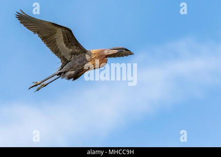 Rötliche Reiher im Flug bei North Deer Island Pelikan Rookery in Galveston Bay. Stockfoto