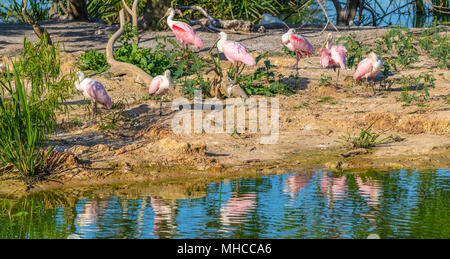 Rosalöffler bei Smith Eichen Rookery bei hohen Island, TX. Stockfoto