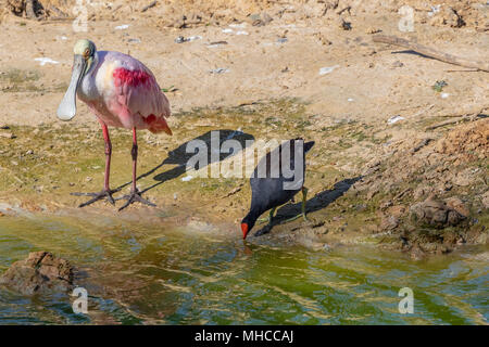 Rosalöffler mit Common Gallinule bei Smith Eichen Rookery bei hohen Island, TX. Stockfoto