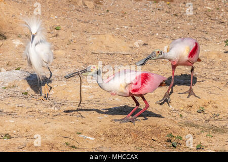 Roseate Löffler mit Snowy Egret bei Smith Eichen Rookery bei hohen Island, TX. Stockfoto