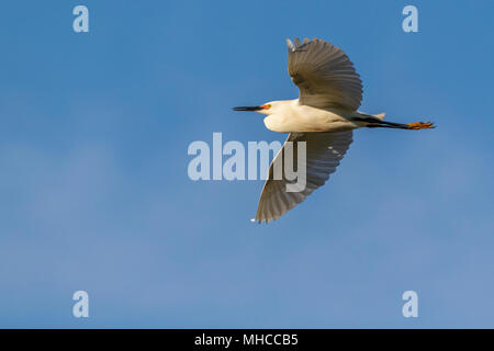 Snowy Egret im Flug bei Smith Eichen Rookery bei hohen Island, TX. Stockfoto