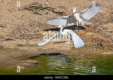 Snowy Reiher in territoriale Verhalten bei Smith Eichen Rookery bei hohen Island, TX. Stockfoto