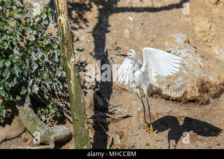 Snowy Egret Gebäude Nest bei Smith Eichen Rookery bei hohen Island, TX. Stockfoto