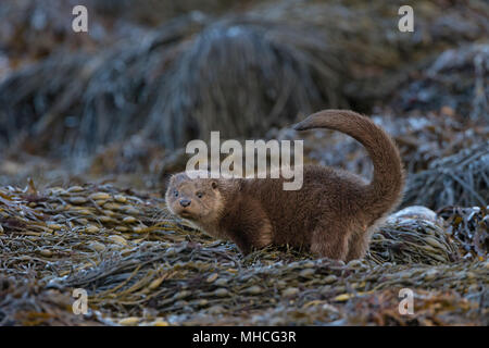 Eine sehr junge Otter Cub auf dem Seegras neben einer Küstenstrasse Loch auf der Isle Of Mull in Schottland zu spraint. Stockfoto