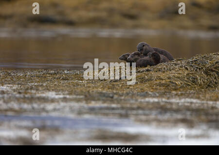 Eine Gruppe von vier Otter neben einer Küstenstrasse Loch auf der Isle Of Mull in Schottland. Mutter und ihren zwei jungen, plus vielleicht ein Geschwister der Mutter. Stockfoto