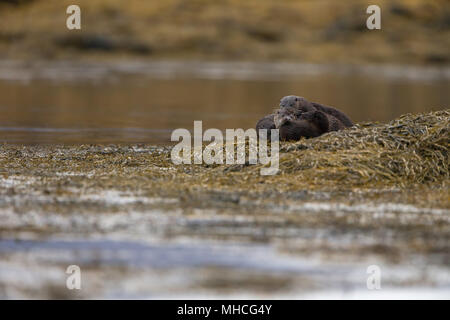 Eine Gruppe von vier Otter neben einer Küstenstrasse Loch auf der Isle Of Mull in Schottland. Mutter und ihren zwei jungen, plus vielleicht ein Geschwister der Mutter. Stockfoto