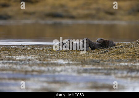 Eine Gruppe von vier Otter neben einer Küstenstrasse Loch auf der Isle Of Mull in Schottland. Mutter und ihren zwei jungen, plus vielleicht ein Geschwister der Mutter. Stockfoto