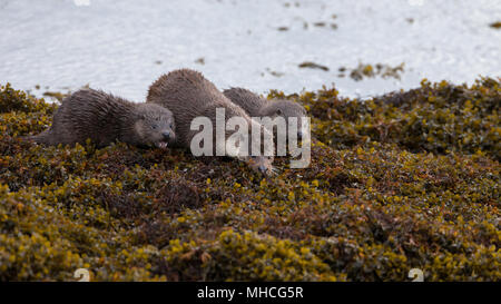 Eine Mutter Otter und ihre zwei sehr jungen Jungen für Essen auf einer Küstenstrasse Loch auf der Isle Of Mull in Schottland. Stockfoto