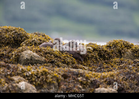 Gruppe von vier Eurasische Fischotter auf ein Loch auf der Isle of Mull in Schottland. Eine Mutter mit ihren drei Jungen alle Jagd zusammen, Stockfoto