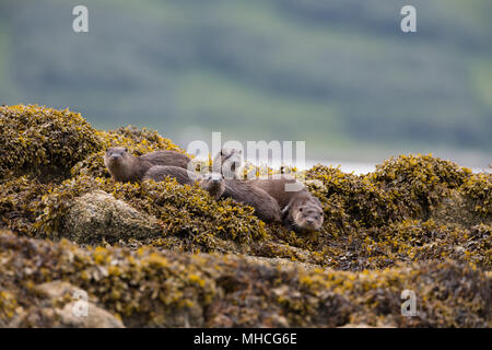 Gruppe von vier Eurasische Fischotter auf ein Loch auf der Isle of Mull in Schottland. Eine Mutter mit ihren drei Jungen alle Jagd zusammen, Stockfoto