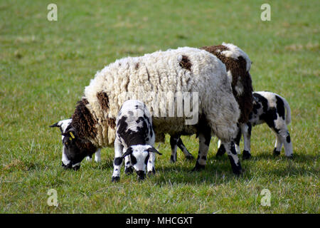Bunte Texel Schafe und Lämmer im Winter auf der Insel Texel, Niederlande. Europa. Bonte schaap. Stockfoto