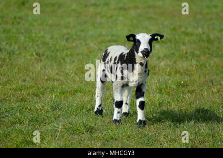 Bunte Texel Schafe und Lämmer im Winter auf der Insel Texel, Niederlande. Europa. Bonte schaap. Stockfoto