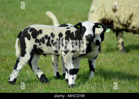 Bunte Texel Schafe und Lämmer im Winter auf der Insel Texel, Niederlande. Europa. Bonte schaap. Stockfoto