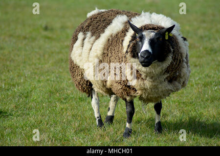 Bunte Texel Schafe und Lämmer im Winter auf der Insel Texel, Niederlande. Europa. Bonte schaap. Stockfoto