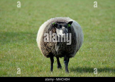 Bunte Texel Schafe und Lämmer im Winter auf der Insel Texel, Niederlande. Europa. Bonte schaap. Stockfoto