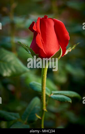 Sehr langen Stielen und einzelnen Blüte pro Stiel sind Warenzeichen von Dallas Rose, schnittblume Sorte, die da durch neuere Sorten ersetzt wurde. Stockfoto