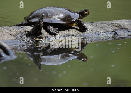 Eine westliche Sumpfschildkröte Sonnenbaden auf einem Baumstamm in Jewel Lake, Tilden Park, SF Bay Area, CA. Stockfoto