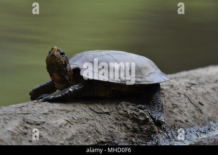 Eine westliche Sumpfschildkröte Sonnenbaden auf einem Baumstamm in Jewel Lake, Tilden Park, SF Bay Area, CA. Stockfoto