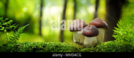 Pilze wachsen in Wald Stockfoto