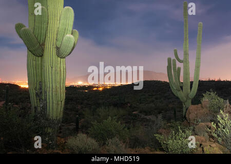 Saguaro Kaktus (Carnegiea gigantea) am Abend mit den Lichtern der Stadt in der Ferne, Tucson, Arizona Stockfoto