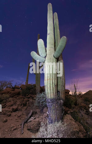 Hell gestrichenen Saguaro Kaktus (Carnegiea gigantea) bei Dämmerung, Tucson, Arizona Stockfoto