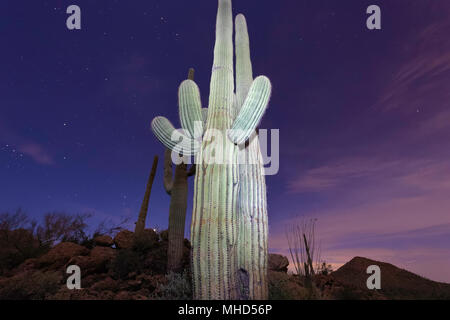 Hell gestrichenen Saguaro Kaktus (Carnegiea gigantea) mit Sternen bei Dämmerung, Tucson, Arizona Stockfoto