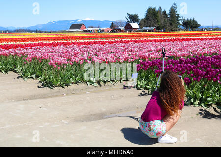 Junge Frau kauerte sich tief auf den Boden fotografieren der Tulpe Blumen am Skagit Valley Tulip Festival in Mount Vernon, Washington, USA. Ein tri Stockfoto