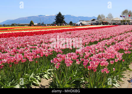 Tulpenfelder Im Tulip Stadt Wahrend Der Skagit Valley Tulip