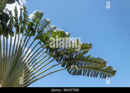 Schöne Ventilator Baum gegen Sommer blauer Himmel. . Diese ravenala des aka traveller Palm Tree, weil es mehrere Taschen von Wasser. Stockfoto