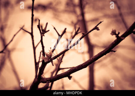 Frühling Blüten abstrakt Hintergrund verschwommen. Schöne Natur Szene mit blühenden Baum und Sonne Flare. Vintage styled, Sepia getont Stockfoto