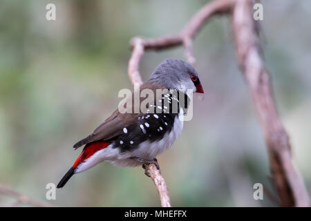 Diamond Firetail thront auf einem Zweig Stockfoto