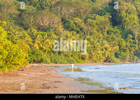 Playa Hermosa de Costa Rica - Pazifikküste Stockfoto