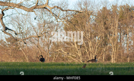 Kanadische Gänse auf der Wiese, unter einem blattlosen Eiche. Charles River Halbinsel, Dover, MA Stockfoto