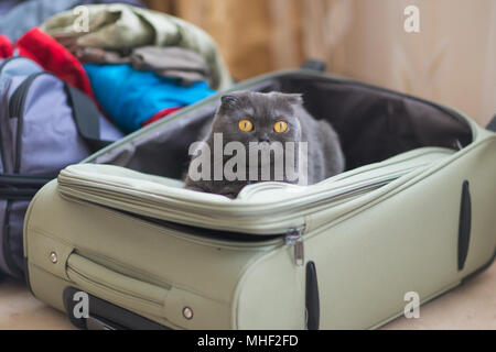 Katze sitzt im Koffer oder Tasche und warten auf eine Reise. Reisen mit Haustieren Konzept. Stockfoto