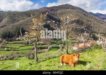 Kuh unter einem Baum in Picos de Europa National Park in Spanien Stockfoto