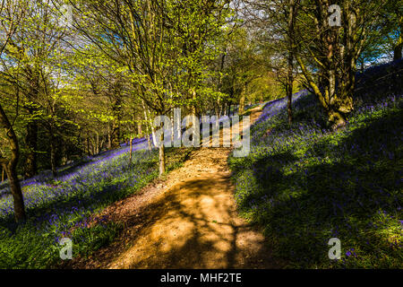 Pfad durch einen Teppich von Woodland Bluebells in der Frühlingssonne, Emmetts Garden, Kent, Großbritannien Stockfoto