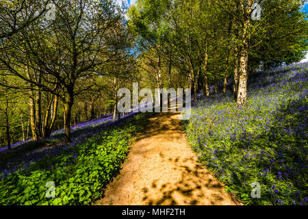 Pfad durch ein Teppich von Woodland Bluebells in der Frühlingssonne, Emmetts Garden, Kent, Großbritannien Stockfoto