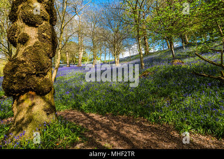 Teppich von Woodland Bluebells gefangen in der Frühlingssonne, Emmetts Garden, Kent, Großbritannien Stockfoto