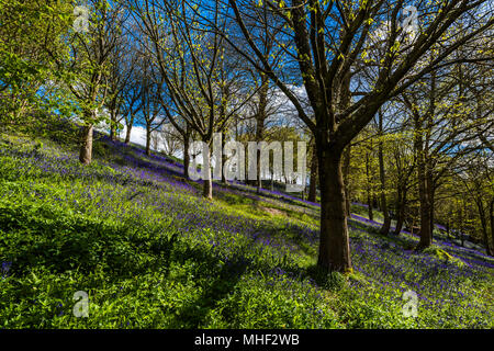 Masse der Woodland Bluebells gefangen in der Frühlingssonne, Emmetts Garden, Kent, Großbritannien Stockfoto