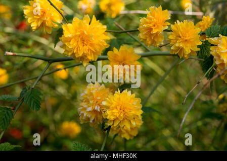 Kerria japonica pleniflora gelb Blumen im Garten Stockfoto