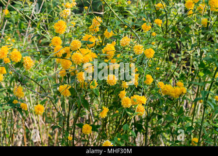 Kerria japonica pleniflora gelb Blumen im Garten Stockfoto