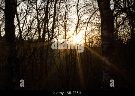 Friedhof Döllersheim Döllersheim (Friedhof), Waldviertel (Waldviertel), Österreich Stockfoto
