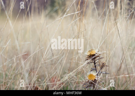 Ein ungeschliffener Diamant Stockfoto