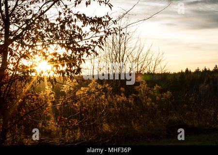 Friedhof Döllersheim Döllersheim (Friedhof), Waldviertel (Waldviertel), Österreich Stockfoto