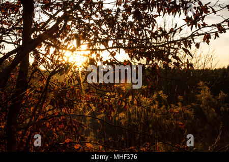 Friedhof Döllersheim Döllersheim (Friedhof), Waldviertel (Waldviertel), Österreich Stockfoto