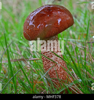 Leccinum vulpinum Pilz, allgemein bekannt als die Foxy bolete Stockfoto