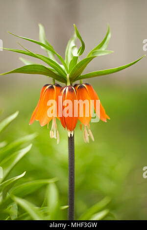 Haselhuhn Blume Stockfoto